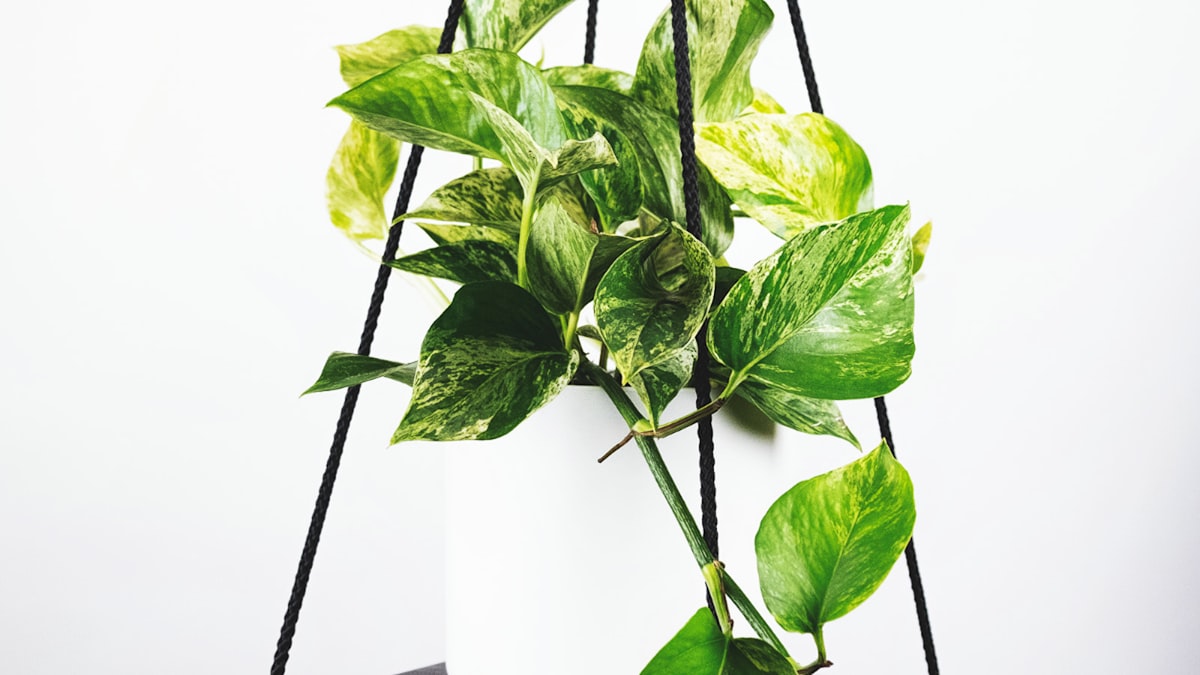 世界杯焦点赛事直播画面 - 球员在绿茵场上激烈拼抢